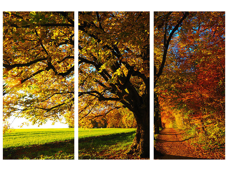 3-piece-canvas-print-trees-in-the-autumn