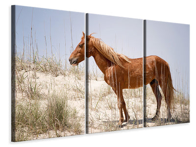 3-piece-canvas-print-wild-spanish-mustang