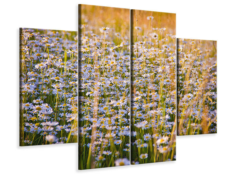 4-piece-canvas-print-a-field-full-of-camomile