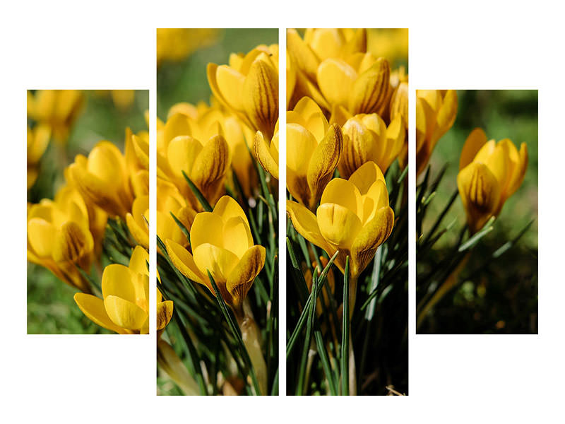 4-piece-canvas-print-crocuses-in-spring