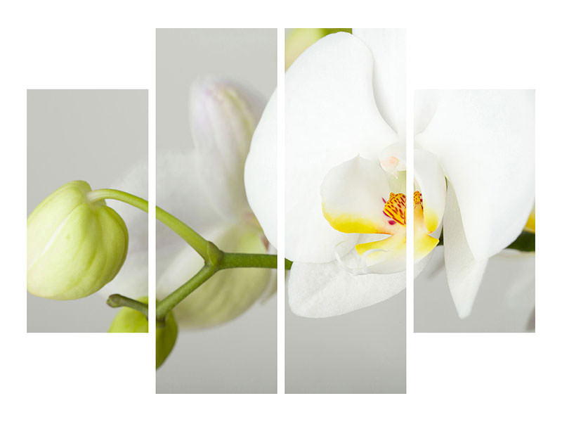 4-piece-canvas-print-giant-orchid