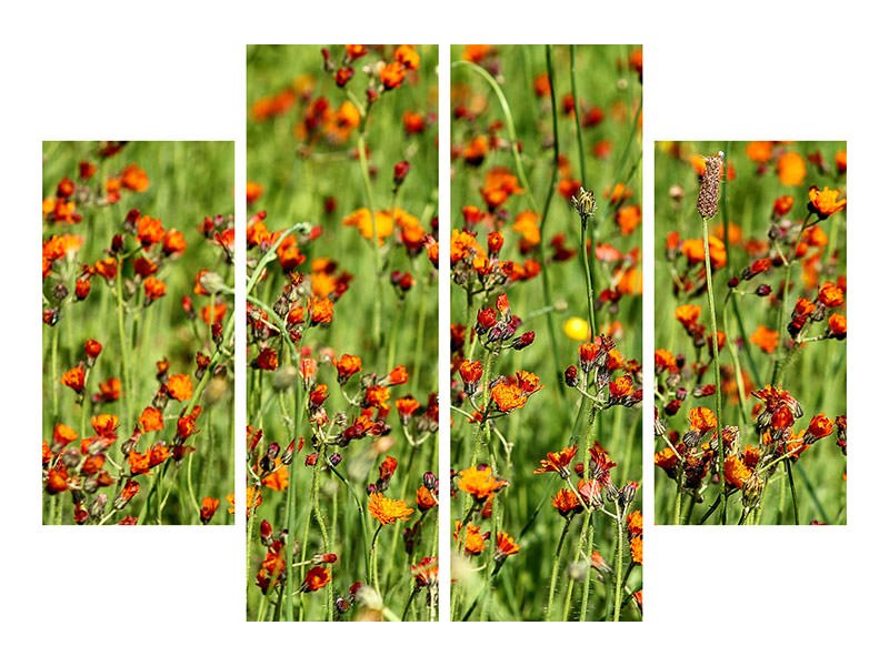 4-piece-canvas-print-hawkweeds