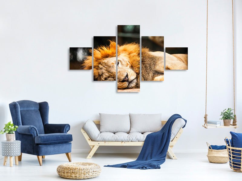 5-piece-canvas-print-relaxed-lion