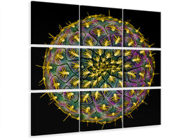 9-piece-canvas-print-sulcorebutia-rauschii