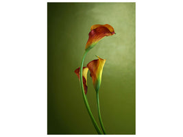 canvas-print-3-callas