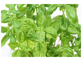 canvas-print-basil-in-xxl