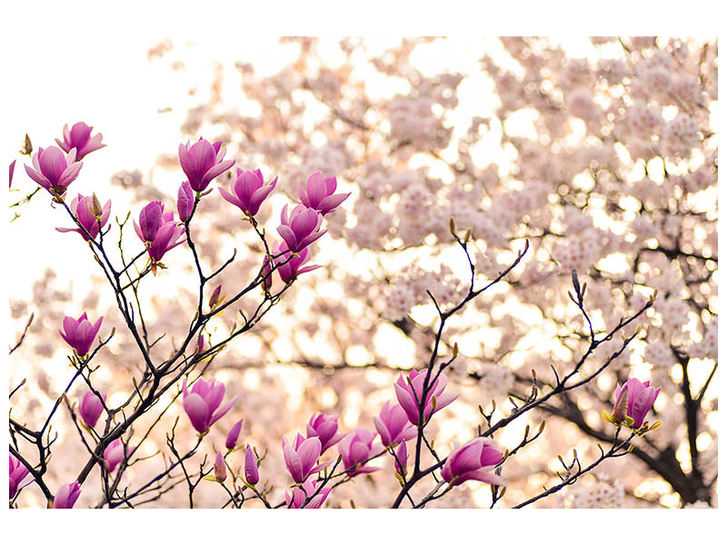 canvas-print-beautiful-magnolia-xl