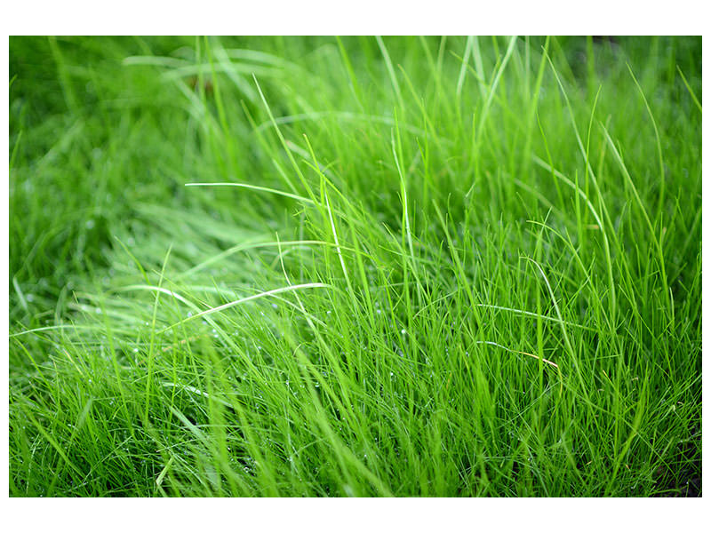 canvas-print-blades-of-grass