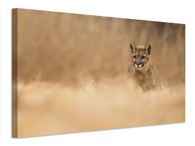 canvas-print-cougar-x