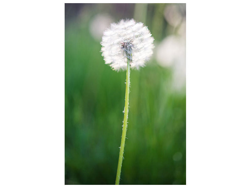 canvas-print-dandelion