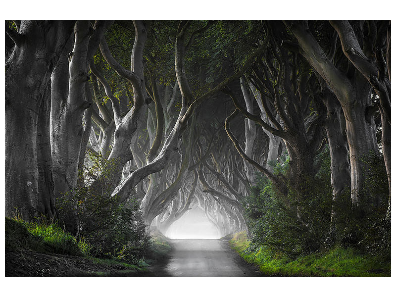 canvas-print-dark-hedges