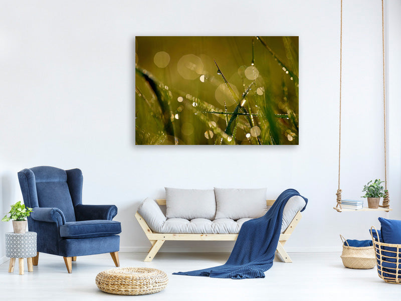 canvas-print-dew-in-the-morning