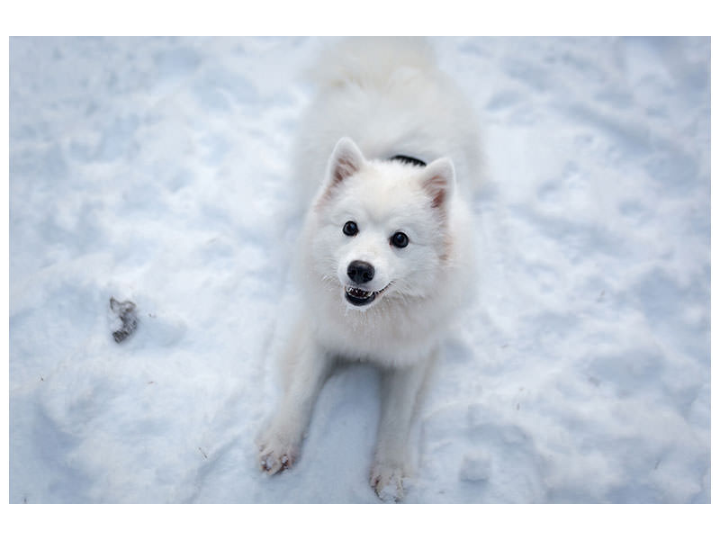 canvas-print-dogs-joy-in-the-snow