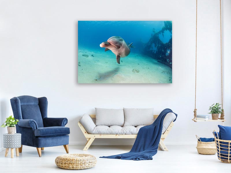 canvas-print-dolphin-x