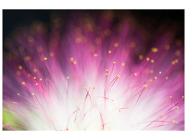 canvas-print-elfin