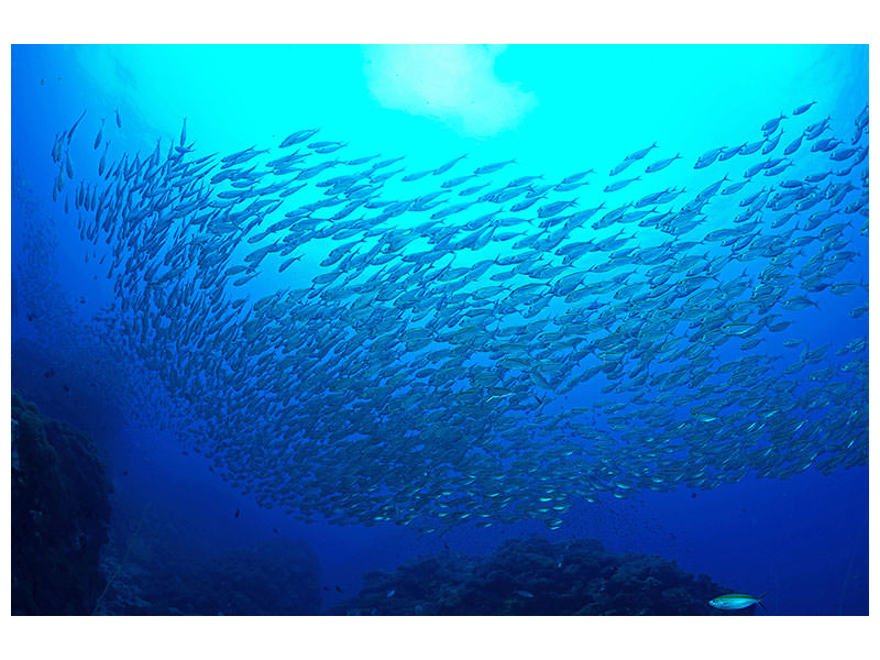 canvas-print-fish-world