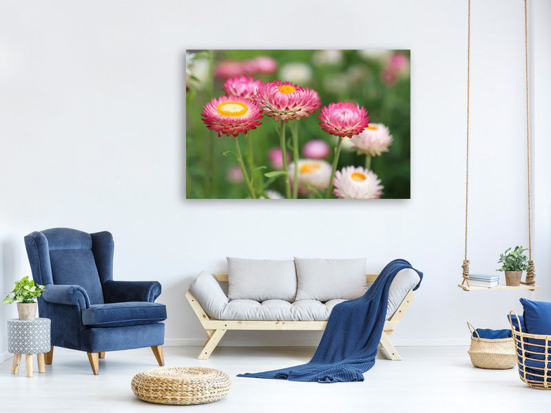 canvas-print-flowers-of-spring