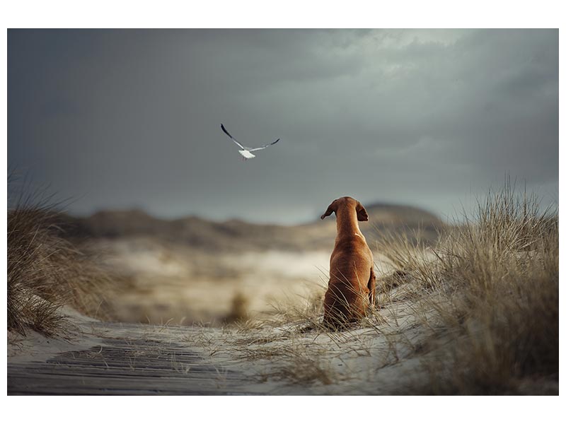 canvas-print-freedom-ii-x