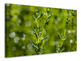 canvas-print-fresh-thyme