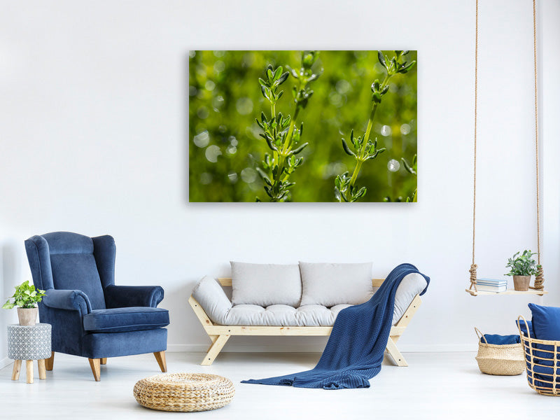 canvas-print-fresh-thyme