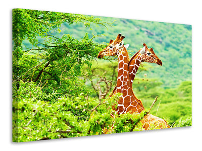 canvas-print-giraffes-love