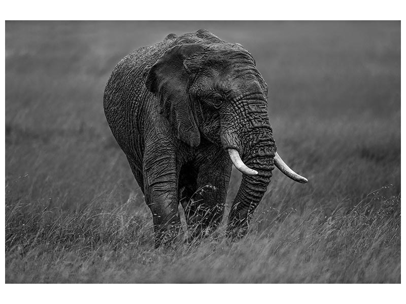 canvas-print-graphite-x