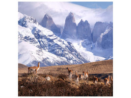 canvas-print-guanakos-in-patagonia-x