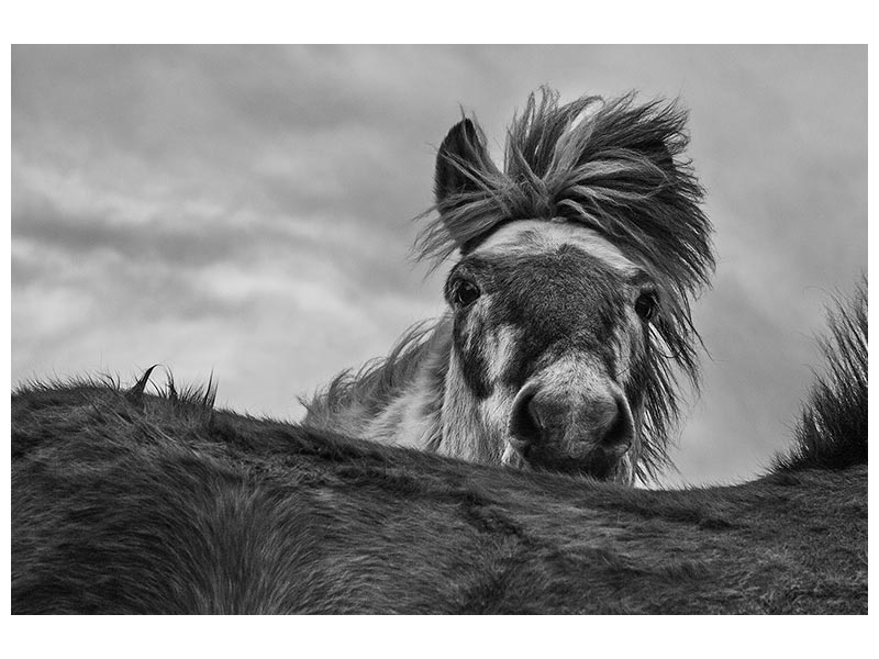 canvas-print-hi-xgd