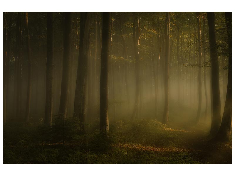 canvas-print-how-can-words-express-the-feel-of-sunlight-in-the-morning-x