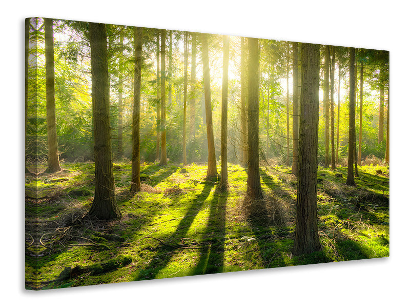 canvas-print-in-the-middle-of-the-woods