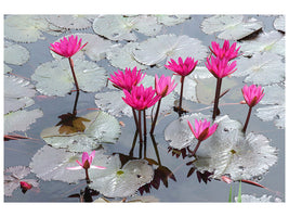 canvas-print-jump-in-the-lily-pond