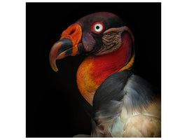 canvas-print-king-vulturesarcoramphus-papa-x