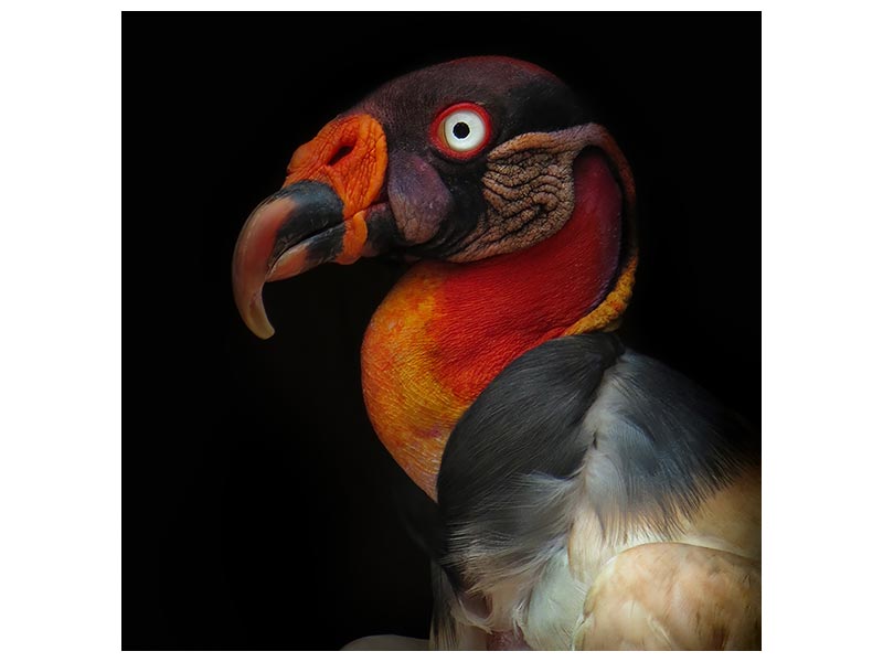 canvas-print-king-vulturesarcoramphus-papa-x