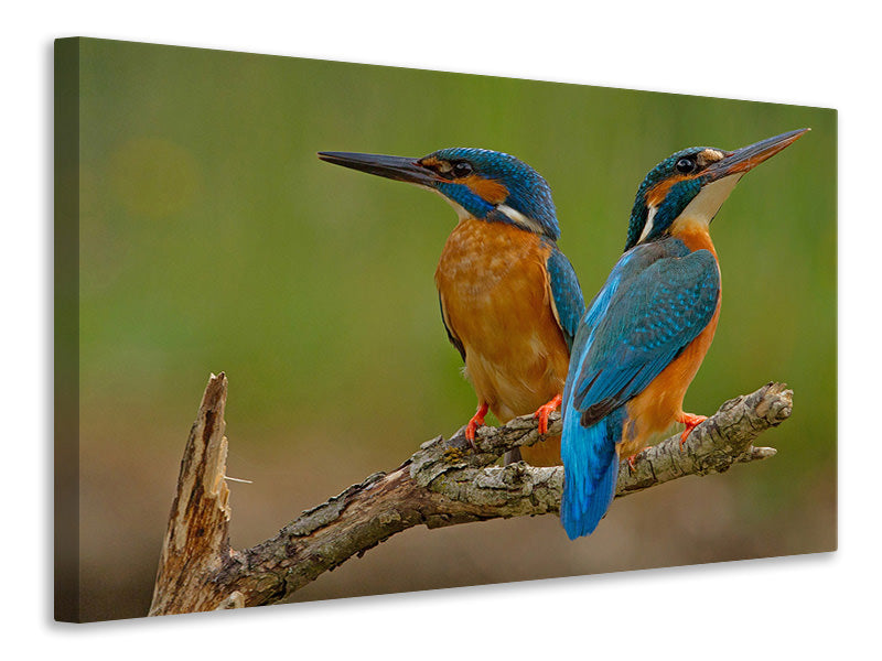 canvas-print-kingfisher