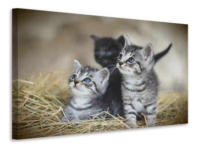 canvas-print-kitten-trio