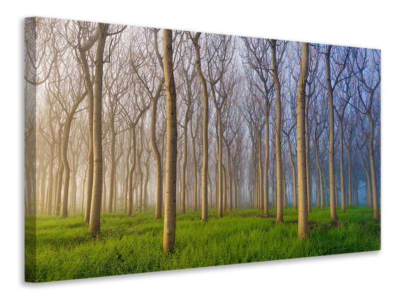 canvas-print-morning-of-the-forest