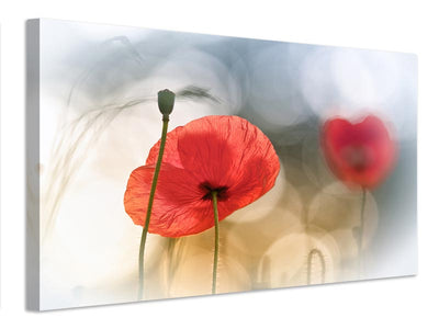 canvas-print-morning-poppies-x