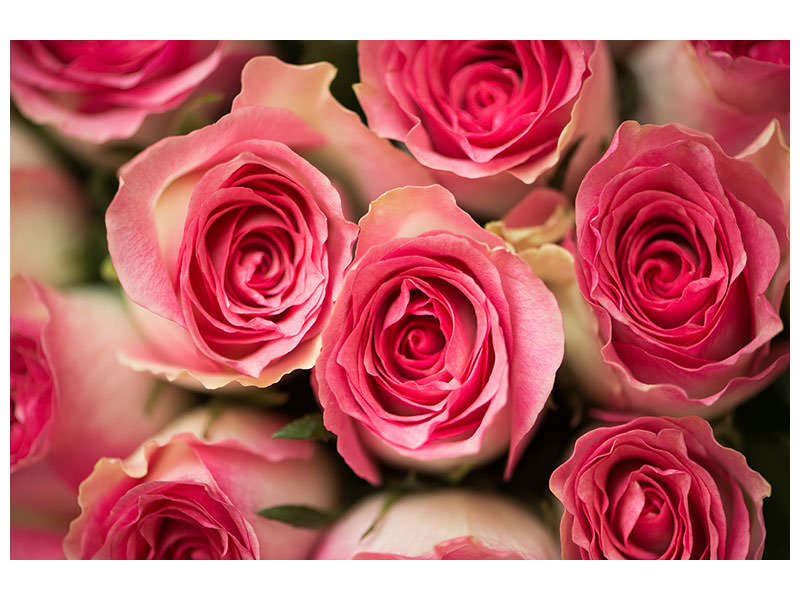 canvas-print-rose-love