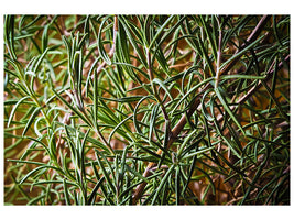 canvas-print-rosemary-xxl