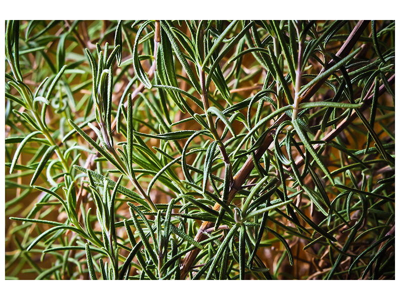 canvas-print-rosemary-xxl