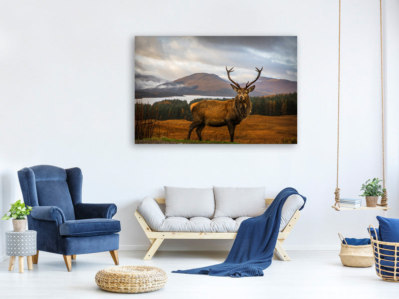 canvas-print-scottish-stag