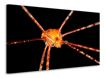 canvas-print-spider-squat-lobster