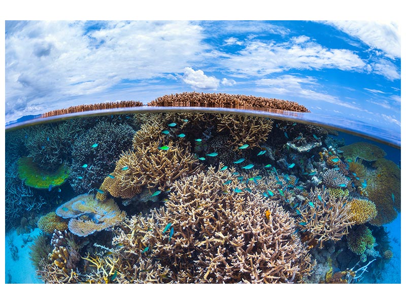 canvas-print-split-level-from-mayotte-reef-x