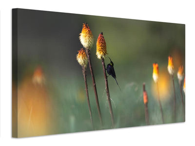 canvas-print-tacazze-sunbird-x