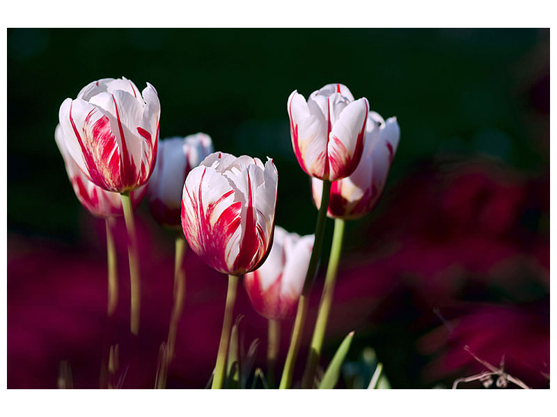 canvas-print-the-beauty-of-the-tulips