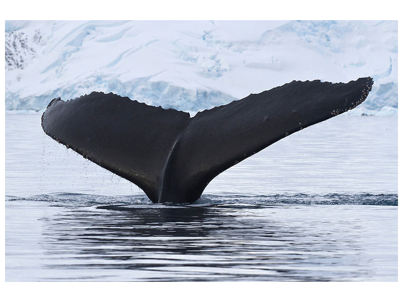 canvas-print-the-humpback-whale