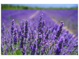 canvas-print-the-lavender-flowers