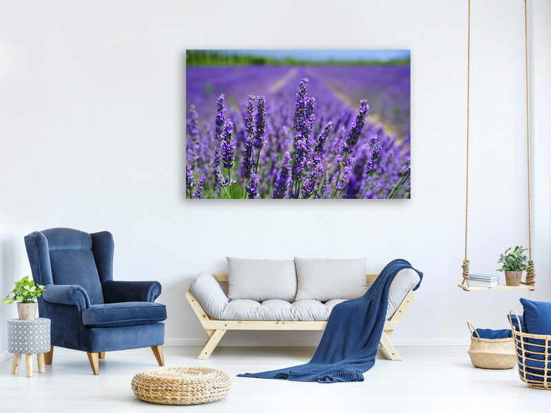 canvas-print-the-lavender-flowers