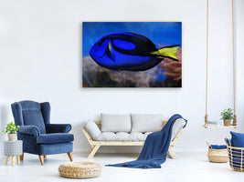 canvas-print-the-pallet-doctorfish
