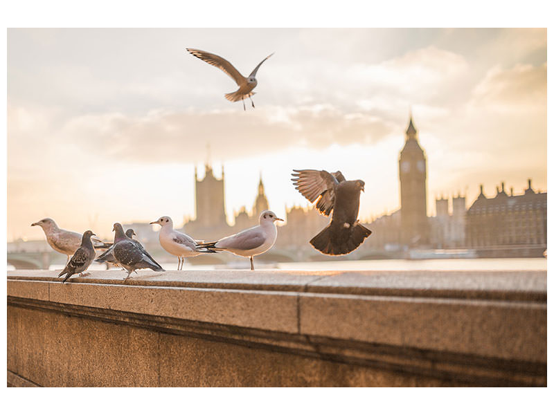 canvas-print-the-pigeons-on-the-roof